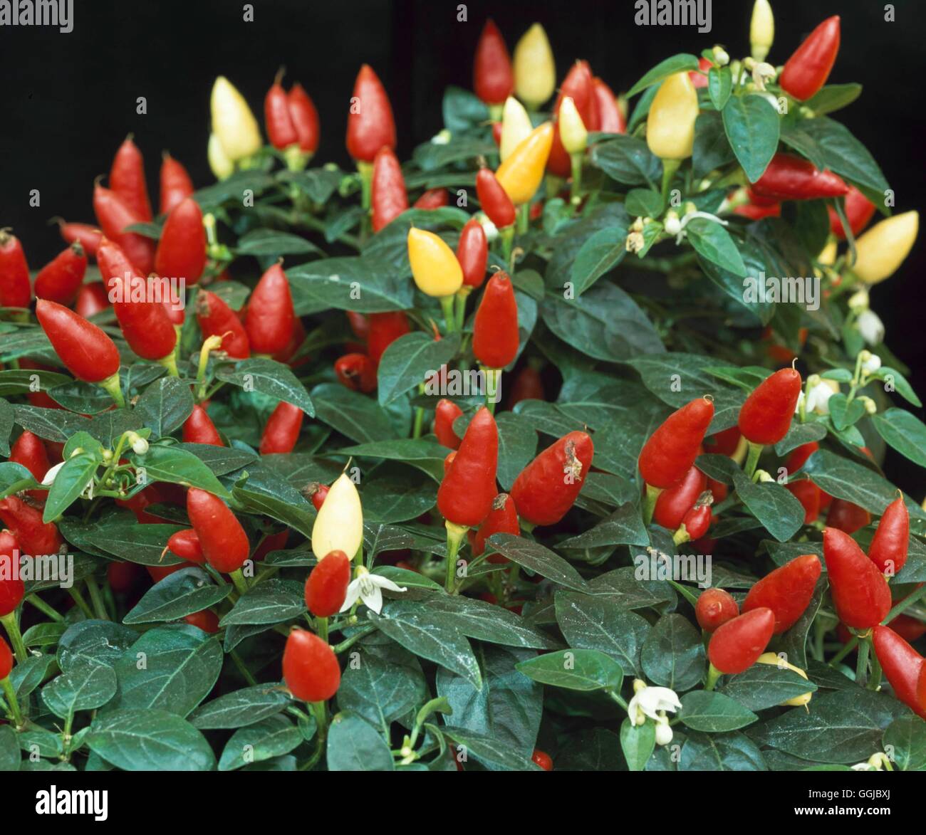 Capsicum annuum - `Prairie Fire'   HPS104546 Stock Photo